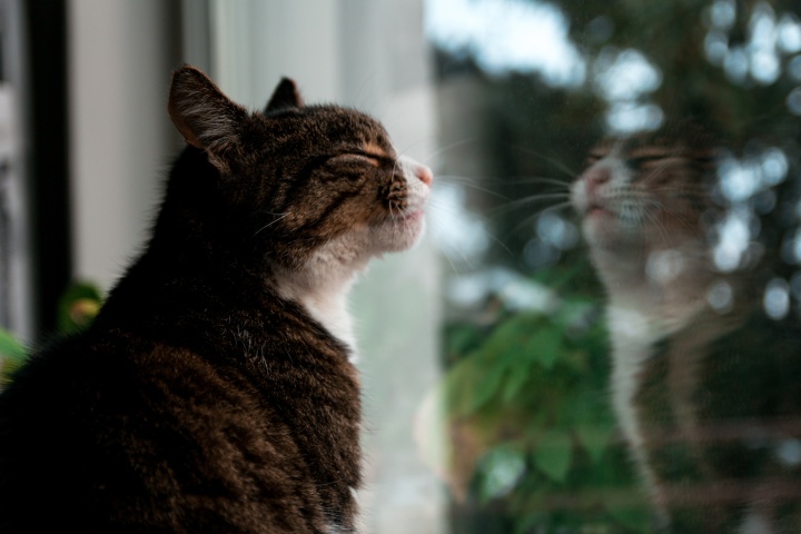 Adorable animal cat AnteAr