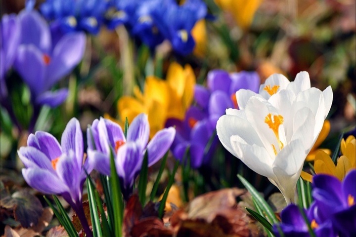 Crocus flowers spring AnteAr