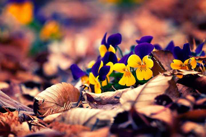 Príroda kvety lístie jeseň AnteAr