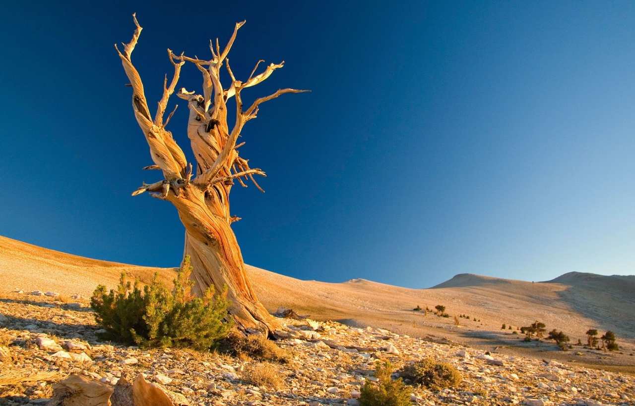 Singletom dry tree desert